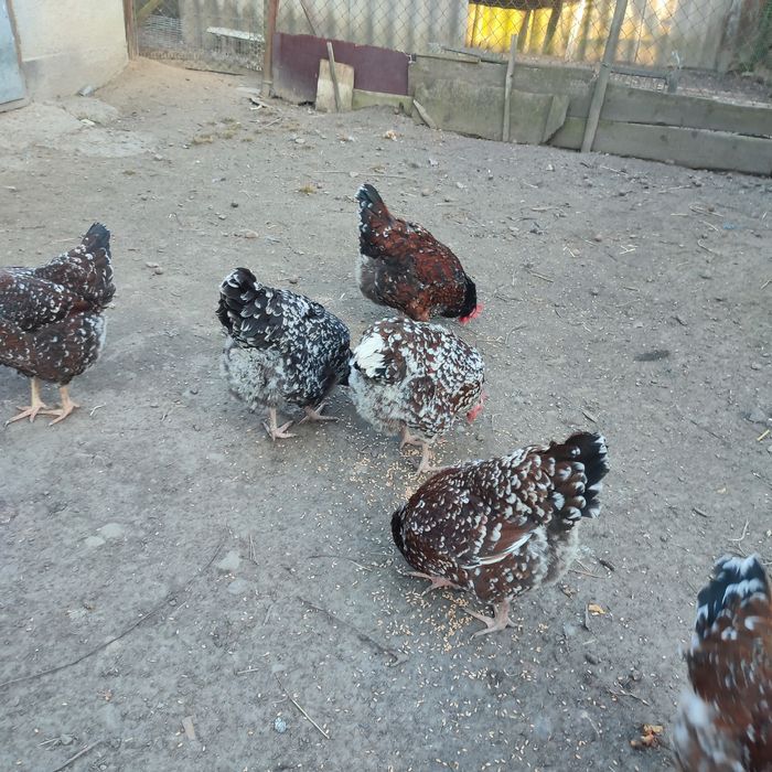 Лівенська ситцева ІЯ