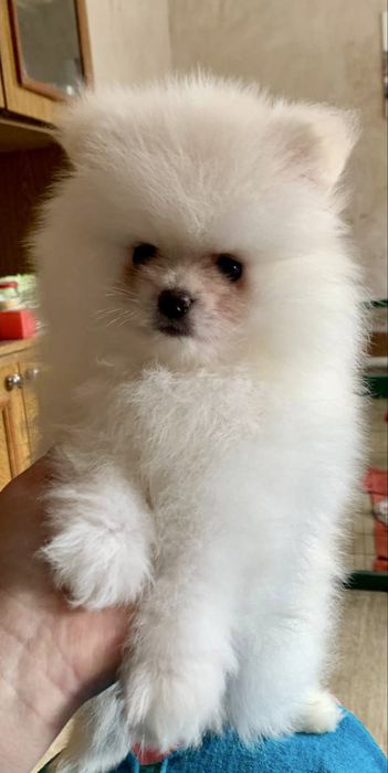 Померанський шпіц хлопчик щеня. Померанский шпиц мальчик щенок