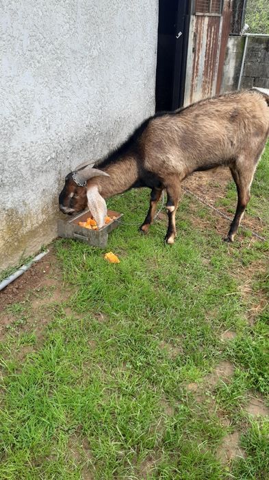 Vendo cabrito ângulo nuviano puro com 2 anos