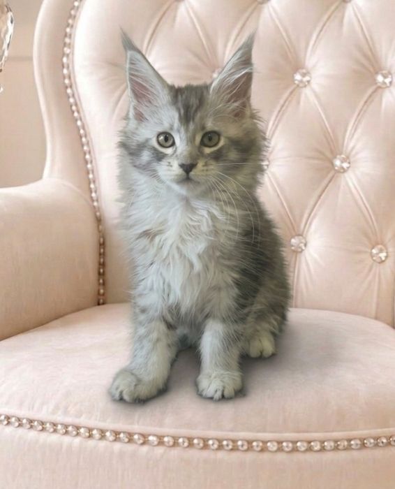 ANA Kotka Maine coon