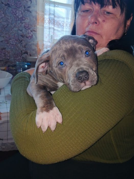 Цуцик пітбуля 2.5 місяці . Хлопчик