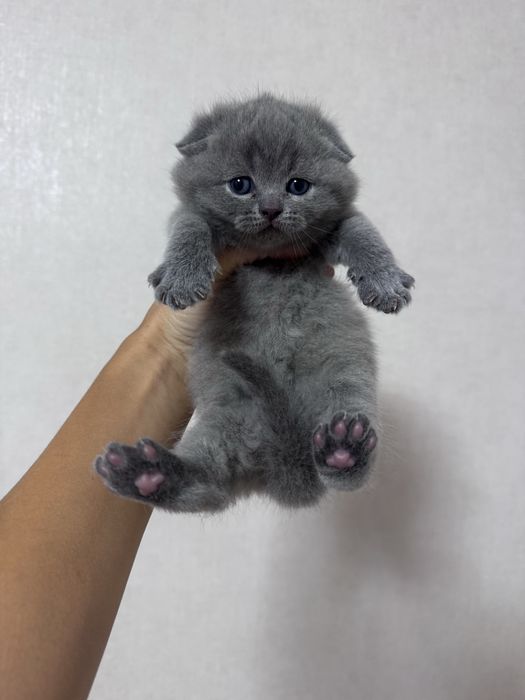 Шотландський висловухий котик , Тернопіль