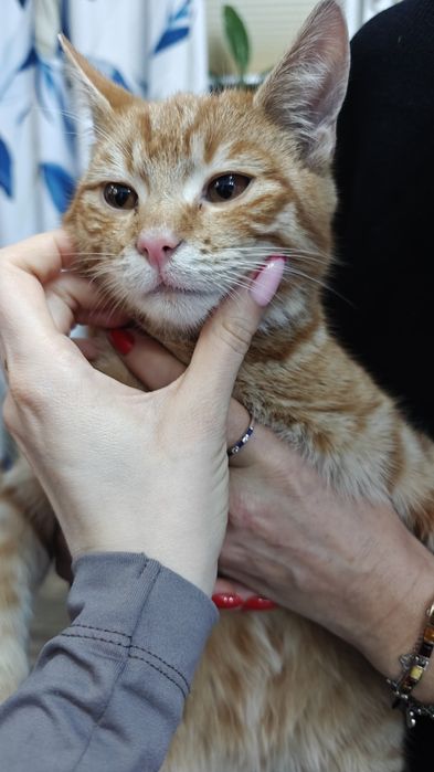 Kotek szuka ciepłego domu