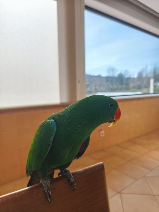 Papagaio Ecletus