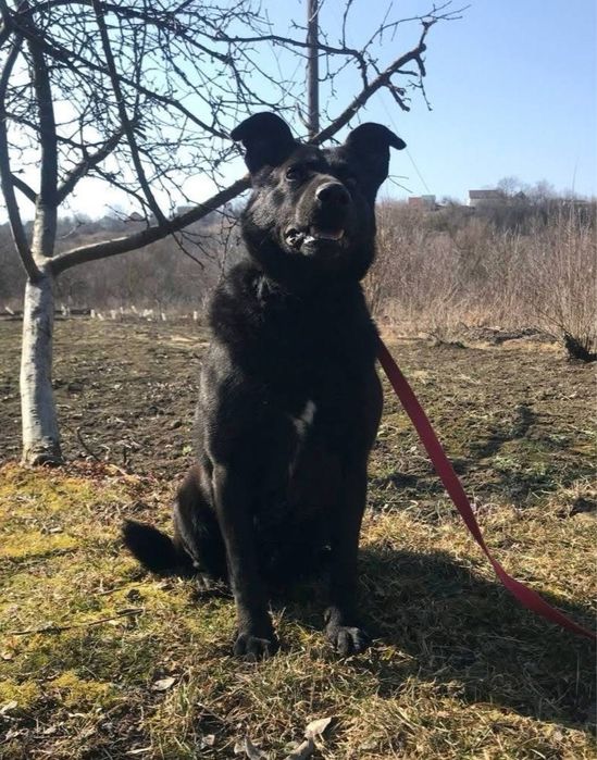 Прилаштовується собака