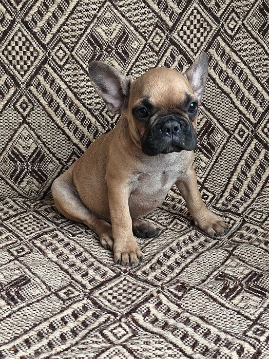 Buldog francuski sunia