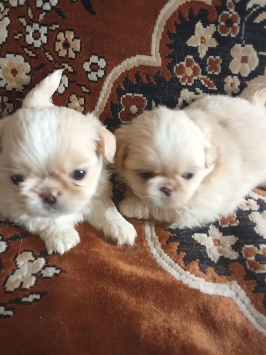 Собачки пекінеси