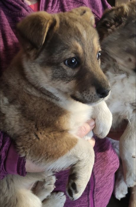 дівчинка безкоштовно