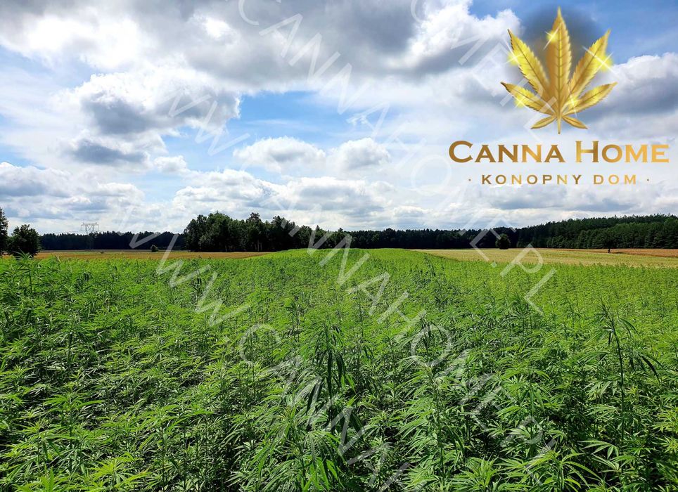 Topy 10g kwiaty susz Tibor CBD THC konopia Full Cannabis Sativa 10g