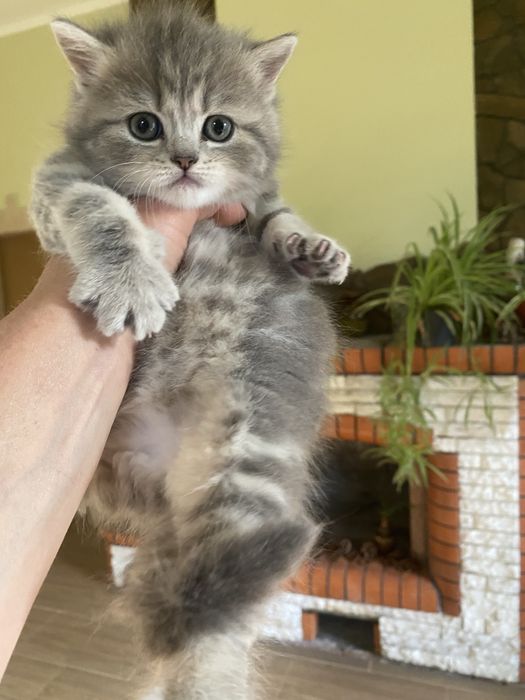 Британьскі котята