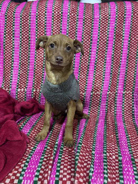 Julio - 4 meses e meio, 4kg (6kg em adulto)