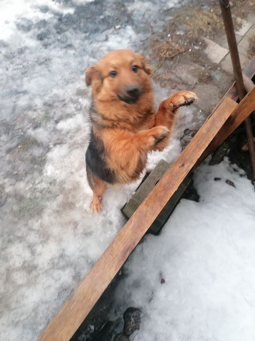 Oddam pieska w dobre ręce