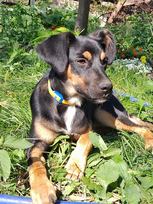 СРОЧНО ОТДАЕМ мальчика в хорошие ручки