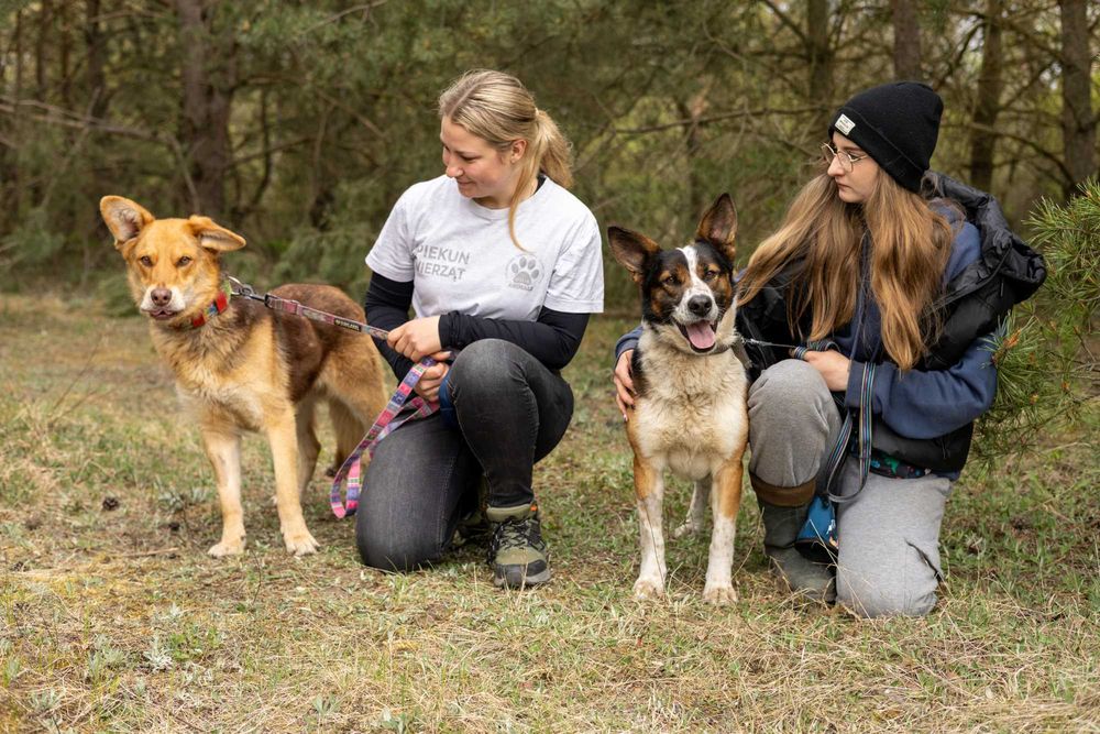 5 letnia Devin do adopcji!