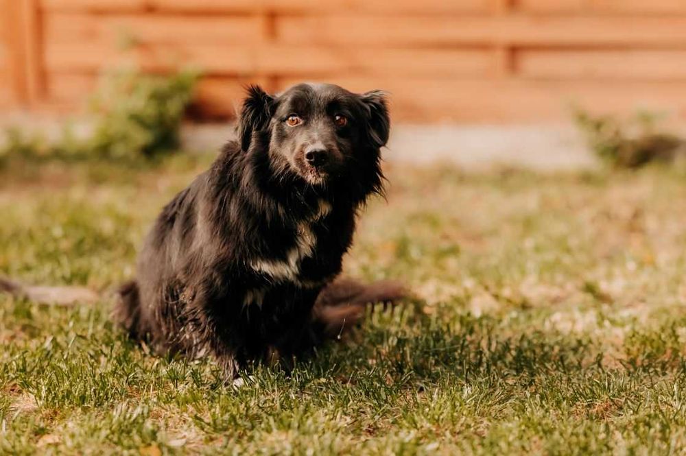 Tobi i jego wesoło merdający ogonek polecają się do adopcji :)