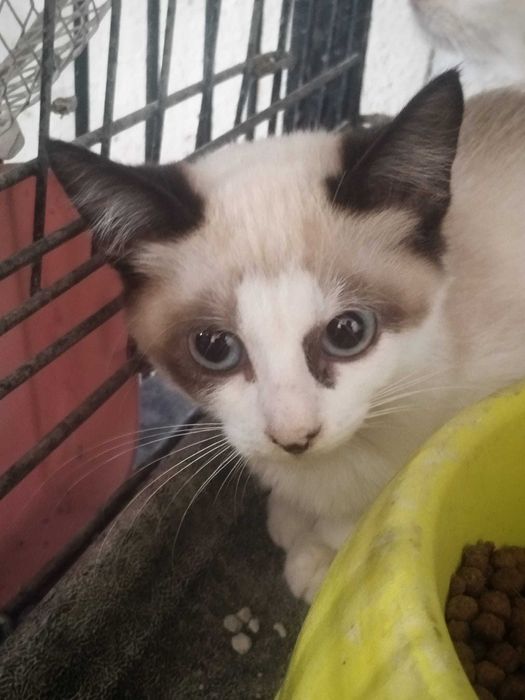 JETTA (Fêmea, 3 Meses) - Para Adoção