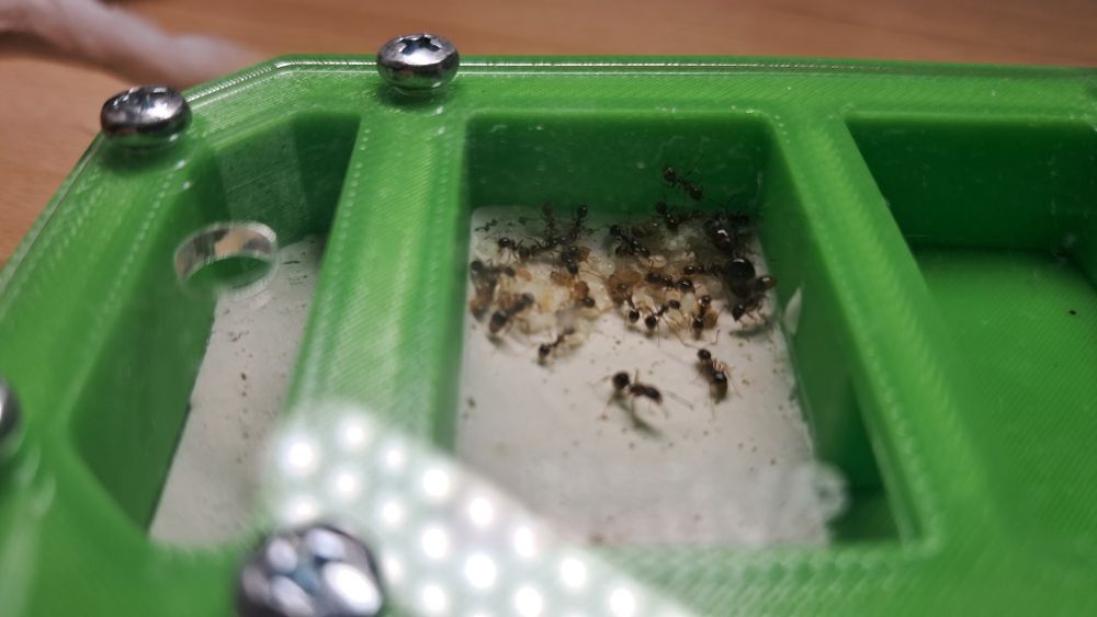 Продам семью Aphaenogaster subterranea 1/20
