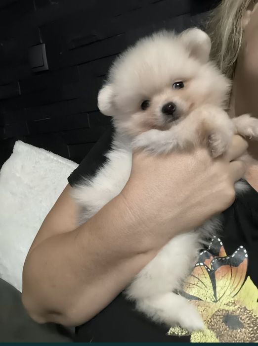 Spitz Anão.Lulu da Pomerânia. Perfeito