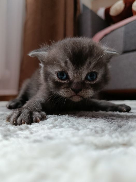 Кошенята блу поінт і срібляста шиншила