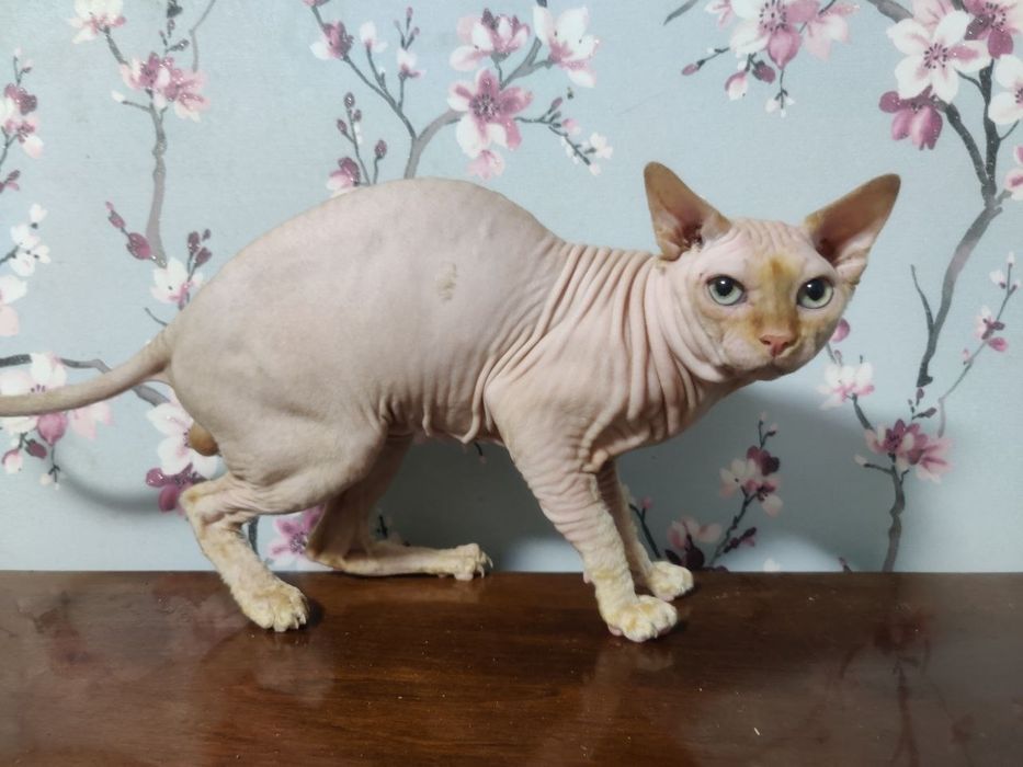 Кот сфинкс вязка