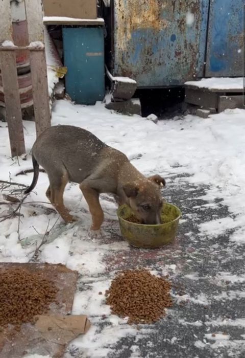 Щенок ищет семью