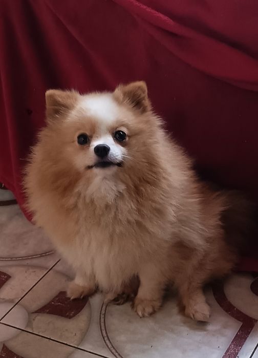 Доросла дівчинка шпиця шукає господарівз