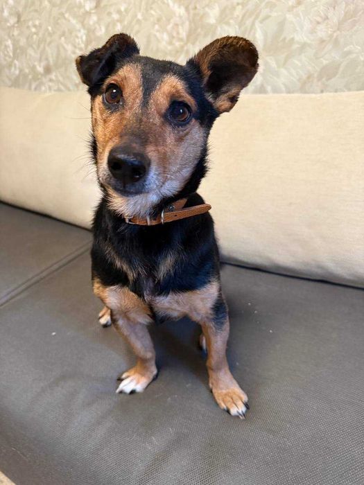 Термінове прилаштування