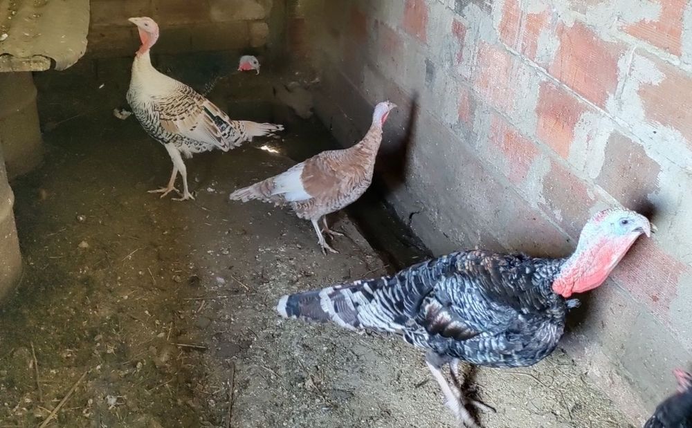 Perus e Peruas do Campo