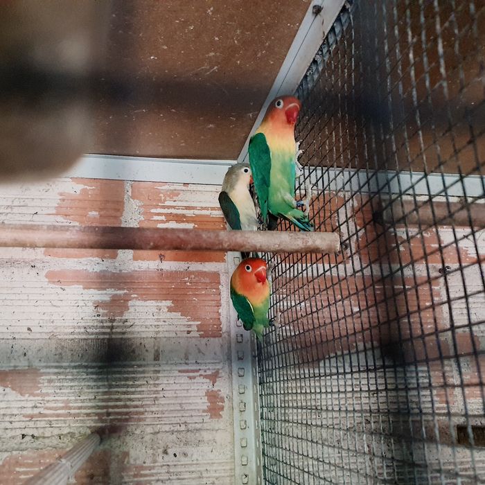 Agapornis fischers para cedência.