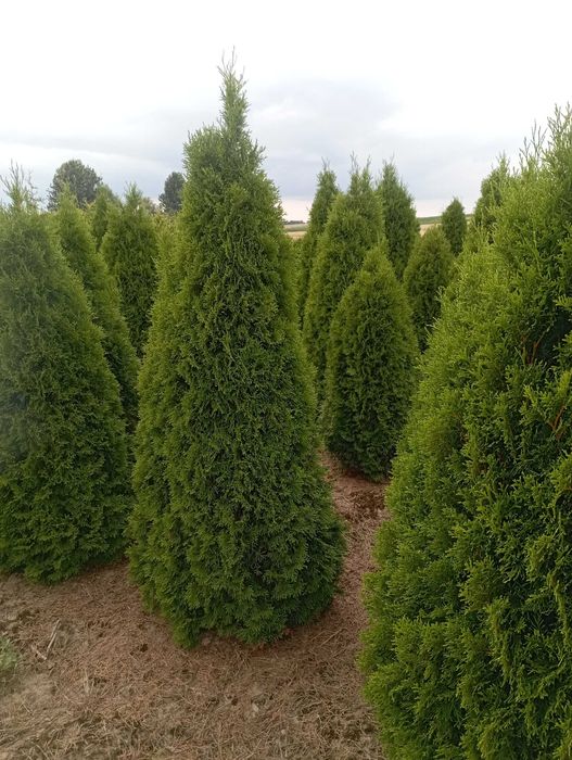 Duże tuje brabant 200 cm szmaragd aureospicata dowóz