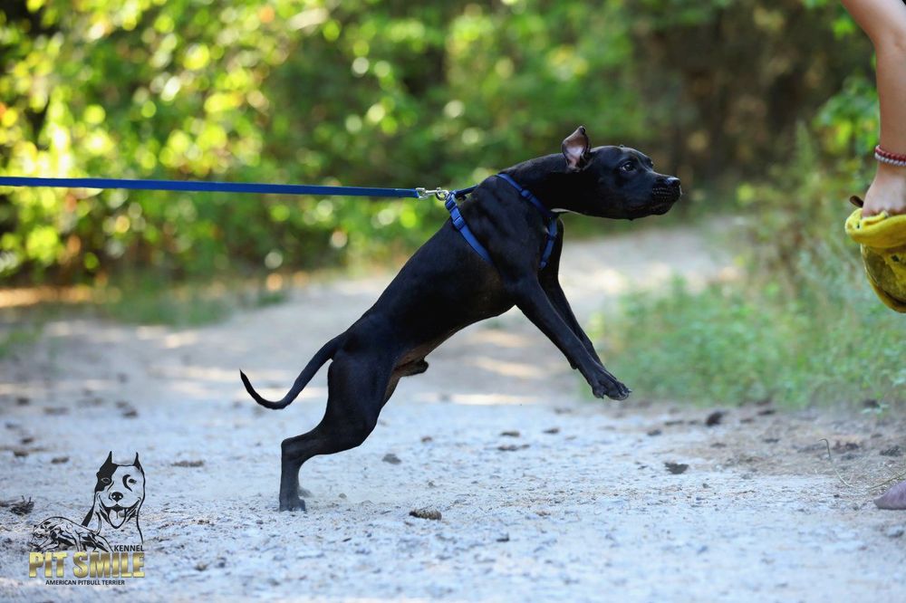 Пітбуль.Пітбультер'єр.Амереканські пітбулі