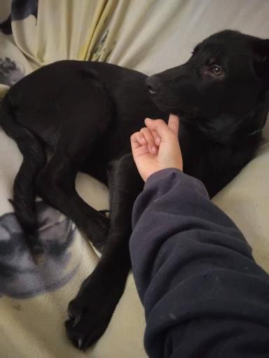 Cao para doar urgente