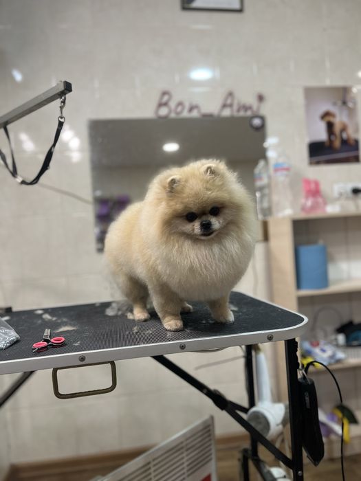 Груминг для животных