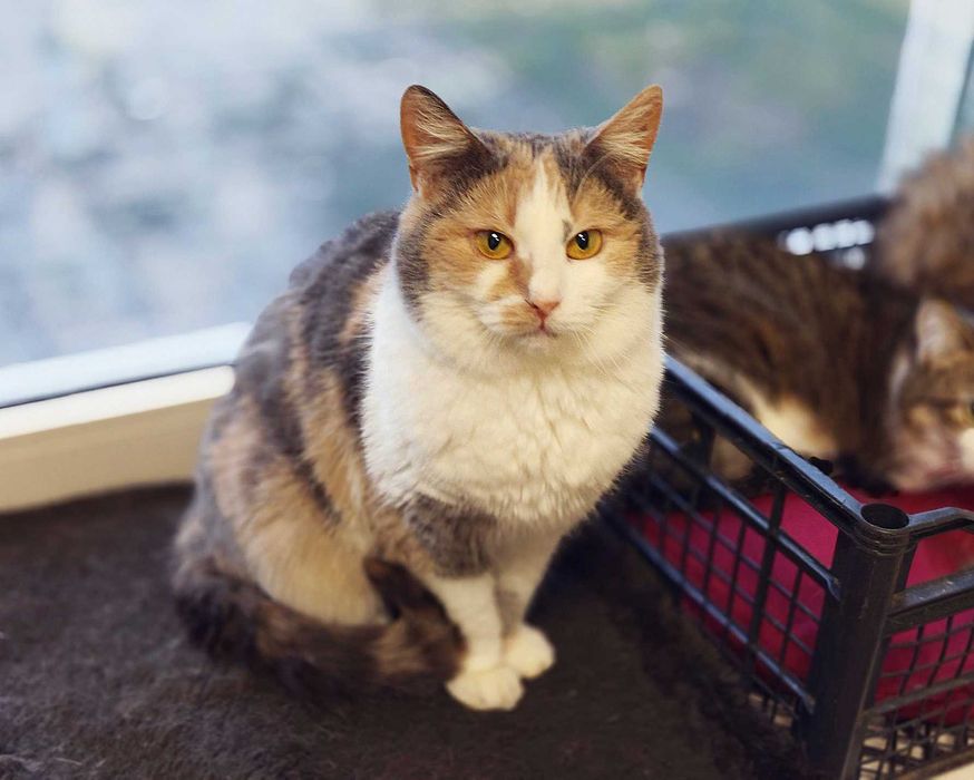 Мальва, 1,5 года, лапочка-трехцветочка в ожидании чуда! Кошка кот