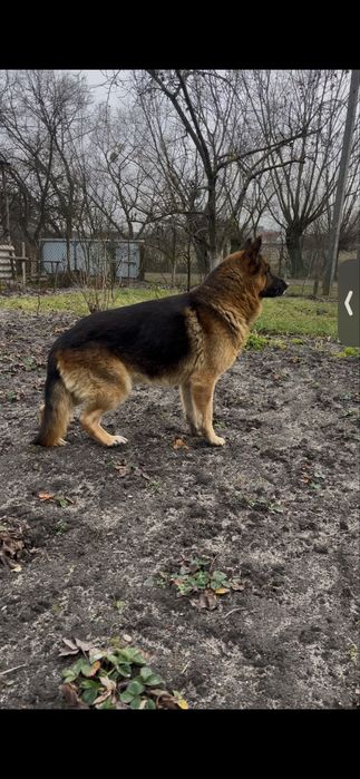 Хороший,і врівноважений  кобель ,для вязки