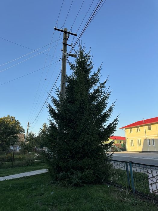 Ялинка Продам ялинки 6-7м.
