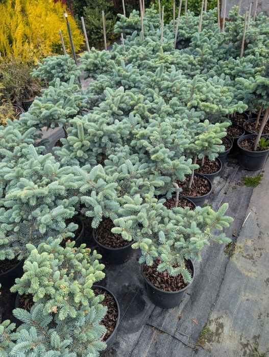 Ялина колюча Glauca Globosa - 1250грн
