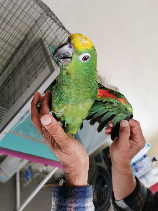 Papagaio amazona ochrocephala