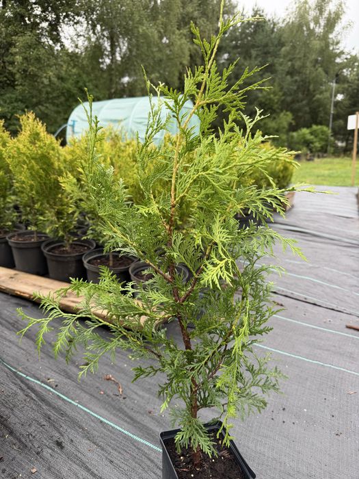 TANIO Tuja (thuja) BRABANT ok 70-80 cm