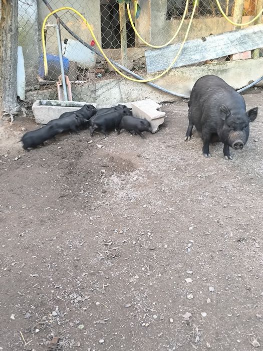 Porca vietnamita prenha