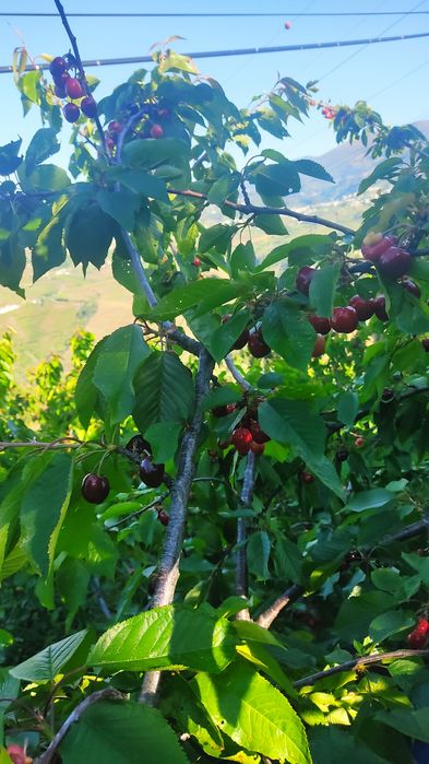 Vendo Pomar-terreno 5.000 m2