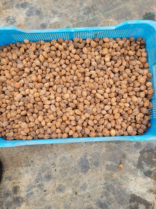 Peatki brzoskwini mandżurskiej