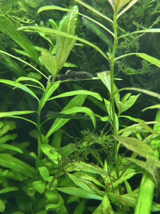 Акваріумні рибки