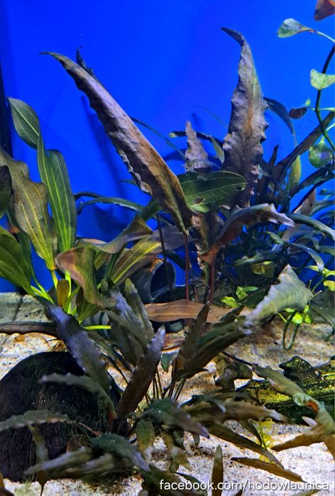 Cryptocoryne wendtii brown- Kryptokoryna brązowa MOŻLIWA WYSYŁKA