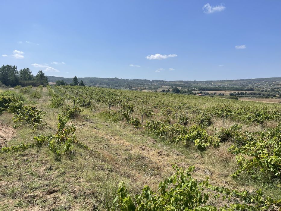 Terreno-Quinta em Caria 5 Hectares Vinha Rustico/Urbano