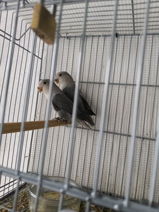 Vendo agraponis deste ano
