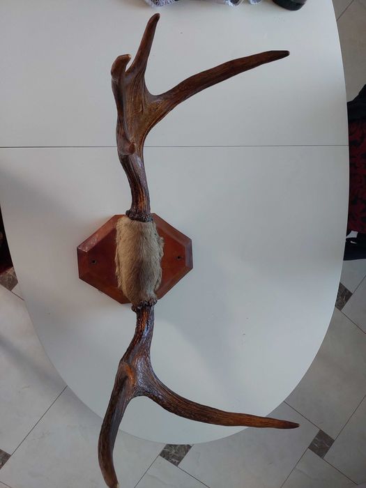 Рога оленя, продам