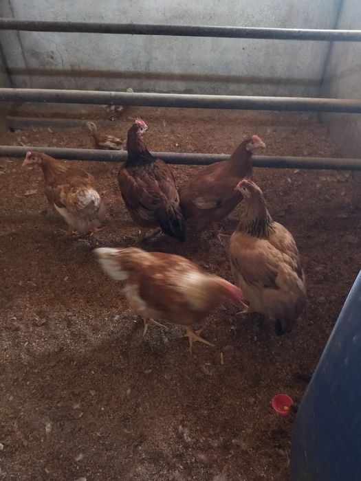 Frangas poedeiras