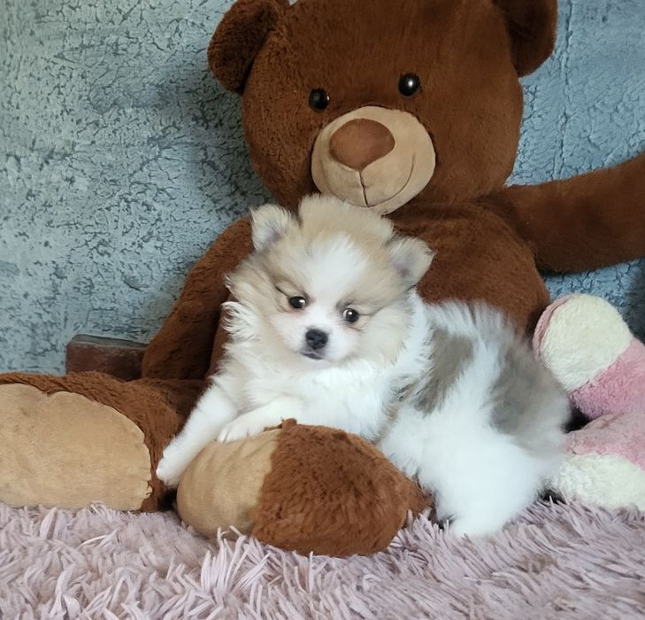 Szpic miniaturowy pomeranian