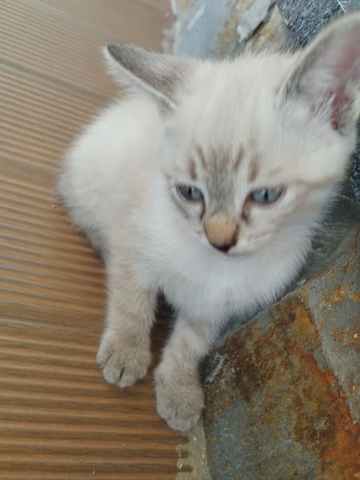 Gatinhos para adoção responsável